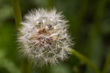 Fototapeta premium たんぽぽ綿毛