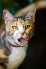 Gato de tres colores mirando directamente a la cámara relamiendos
