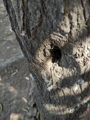 tree bark texture, textura de corteza de árbol
