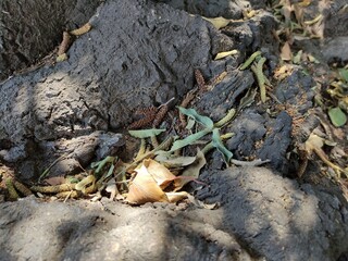 Tree roots in the ground, Raíces de los árboles  en el suelo
