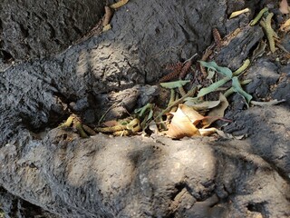 Tree roots in the ground, Raíces de los árboles  en el suelo
