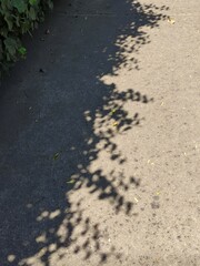 the shadows of the trees, las sombras de los arboles	