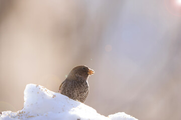  Asian rosy finch or Asian rosy-finch (Leucosticte arctoa brunneonucha ) is a species of finch in the family Fringillidae. This photo was taken in Honshu, Japan.