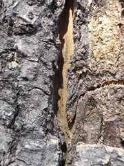 tree background,fondo de arbol
