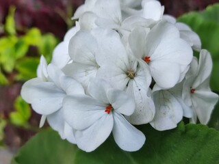Father's Day Gift, Elegant White Geranium Flowers,Regalo para el D&iacute;a del Padre,&nbsp; elegantes flores blancas.&nbsp; De geranio