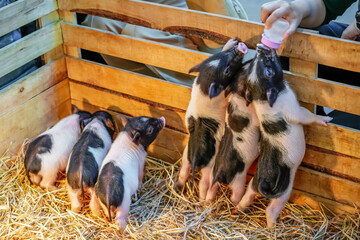 Little dwarf spotted piglets as family stand on their hind legs, farmers feed people with hands a...