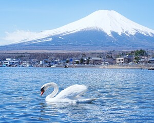 早朝岸辺で眺望美しい世界遺産富士山　山中湖と優雅なスワン