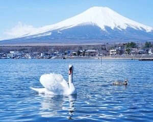 早朝岸辺で眺望美しい世界遺産富士山　山中湖と優雅なスワン