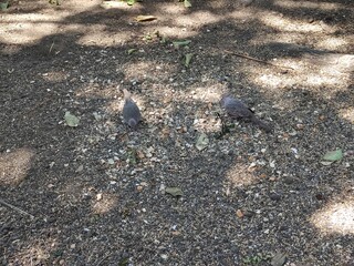 Two gray birds resting in the shade of the trees, Dos pájaros de color grises descansando en la sombra de los  árboles
