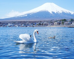 早朝岸辺で眺望美しい世界遺産富士山　山中湖と優雅なスワン