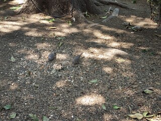 Two gray birds resting in the shade of the trees, Dos pájaros de color grises descansando en la sombra de los  árboles

