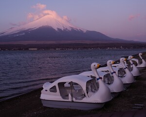 早朝岸辺で眺望美しい世界遺産富士山　山中湖　スワン遊覧船