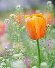 満開なオレンジ色のチューリップ花,　前ボケ,後ろボケ
