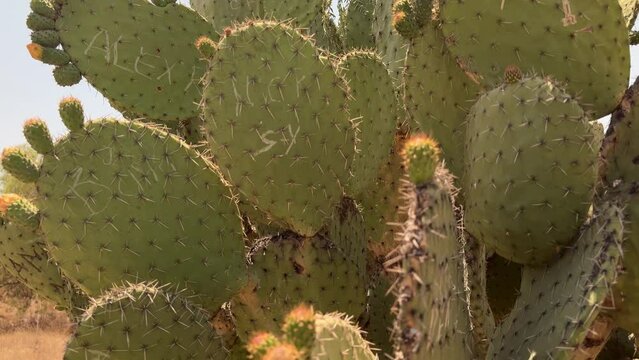 movimiento de c&aacute;mara sobre planta de nopal en M&eacute;xico
