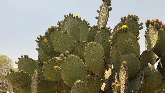 Planta de nopal con tunas en M&eacute;xico