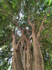 Fototapeta premium tree in the forest, árbol en el bosque 