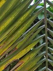 palm tree leaves, hojas de palmera
