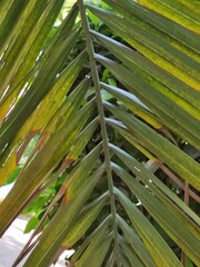 palm tree leaves, hojas de palmera
