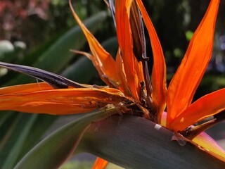 orange flower in the garden, flor de color narajado en el jardin