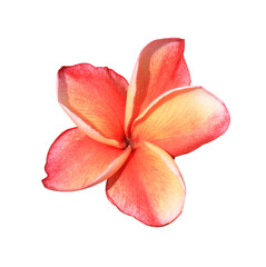 Plumeria or Frangipani or Temple tree flower. Close up single red-yellow plumeria flowers bouquet isolated on transparent background.