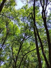 Trees in the city, Árboles en la ciudad 
