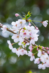 綺麗に咲いた桜の花 ソメイヨシノ