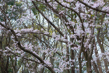 綺麗に咲いた桜の花 ソメイヨシノ