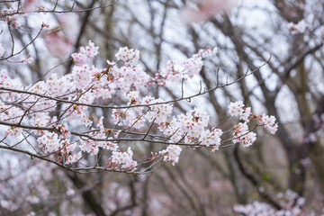 綺麗に咲いた桜の花 ソメイヨシノ
