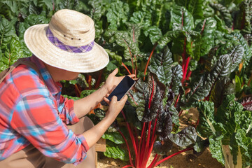 Male farmer using mobile phone at the organic vegetable plots inside the nursery.