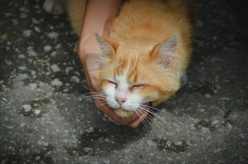 A hand affectionately cuddling a content and happy orange pet tabby cat showing love, friendship...
