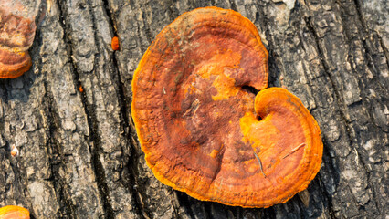Ganoderma is a genus of polypore fungi in the family Ganodermataceae found in the trunk of tree,...