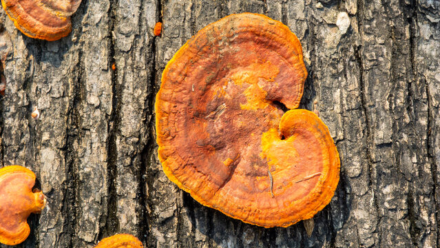 Ganoderma is a genus of polypore fungi in the family Ganodermataceae found in the trunk of tree, They are sometimes called shelf mushrooms or bracket fungi. sometime use for medicine