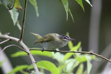 The red-eyed vireo (Vireo olivaceus) is a small American songbird. This photo was taken in Ecuador.