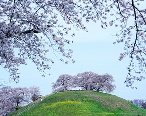 日本の美しい桜景色　埼玉県行田市さきたま古墳公園