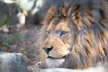 百獣の王ライオン