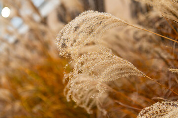 Miscanthus plant. Spikelet floral plant. Nature of Miscanthus. Autumn or summer flora