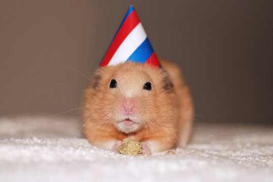 Hamster wearing a party hat