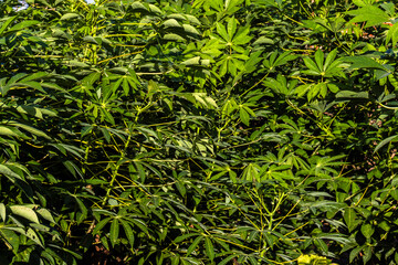 Obraz premium Cassava or manioc plant field on the family farm in Brazil