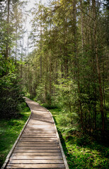 Wooden Walkway in the Midst of Adrspach Teplice Forest