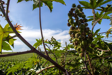 Fototapeta premium ricinus communis plant on field in Brazi Castor bean seeds
