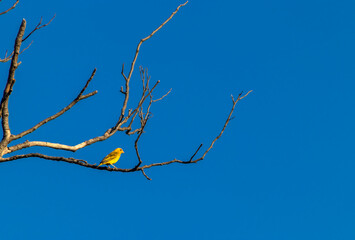 Canario da Terra, Sicalis flaveola, also known as Canarinho, perched on a dry tree in the rural in Brazil