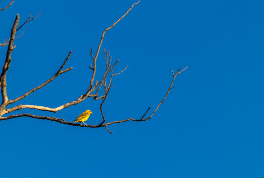 Canario da Terra, Sicalis flaveola, also known as Canarinho, perched on a dry tree in the rural in Brazil