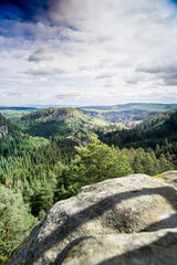 A Panoramic View of a Forest From an Elevated Perspective