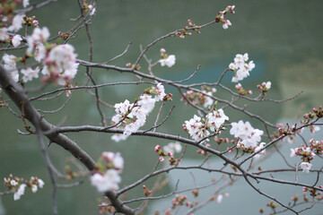 桜