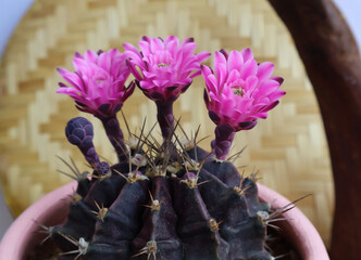 Gymnocalycium cactus, dark pink buds and blooms in a clay pot Cream colored woven wood pattern background

