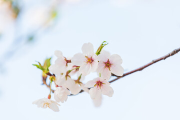 Cherry blossoms in full bloom in the warm spring sunlight. Japanese cherry, Sakura