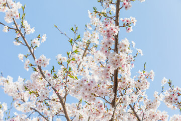 Cherry blossoms in full bloom in the warm spring sunlight. Japanese cherry, Sakura