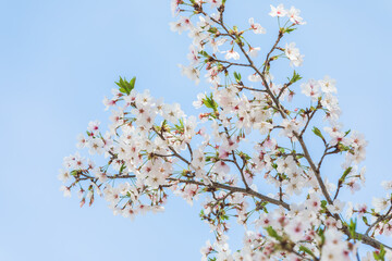 Cherry blossoms in full bloom in the warm spring sunlight. Japanese cherry, Sakura