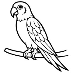 illustration of a parrot