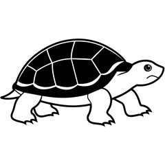turtle on a white